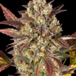 Barneys Farm Amnesia Haze Auto 3er Pack + 3er Giftpack Gratis dazu