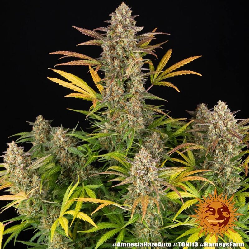 Barneys Farm Amnesia Haze Auto 2