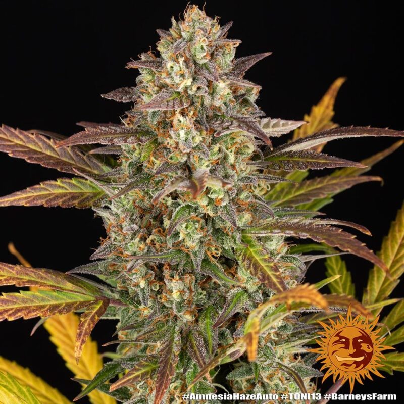 Barneys Farm Amnesia Haze Auto 3