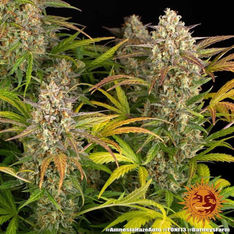 Barneys Farm Amnesia Haze Auto 4