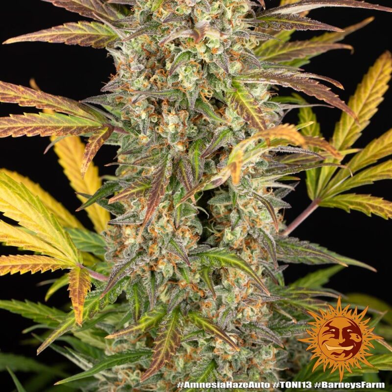 Barneys Farm Amnesia Haze Auto 5