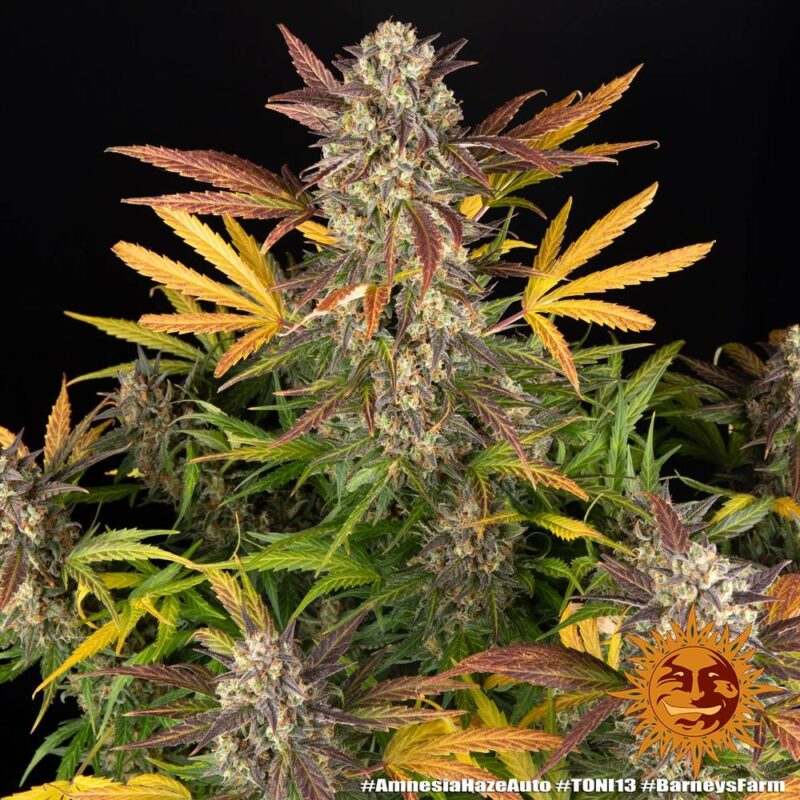 Barneys Farm Amnesia Haze Auto 6