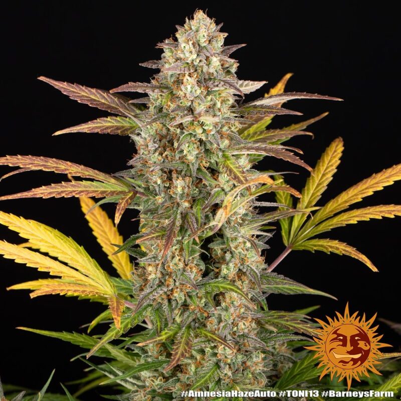 Barneys Farm Amnesia Haze Auto 7