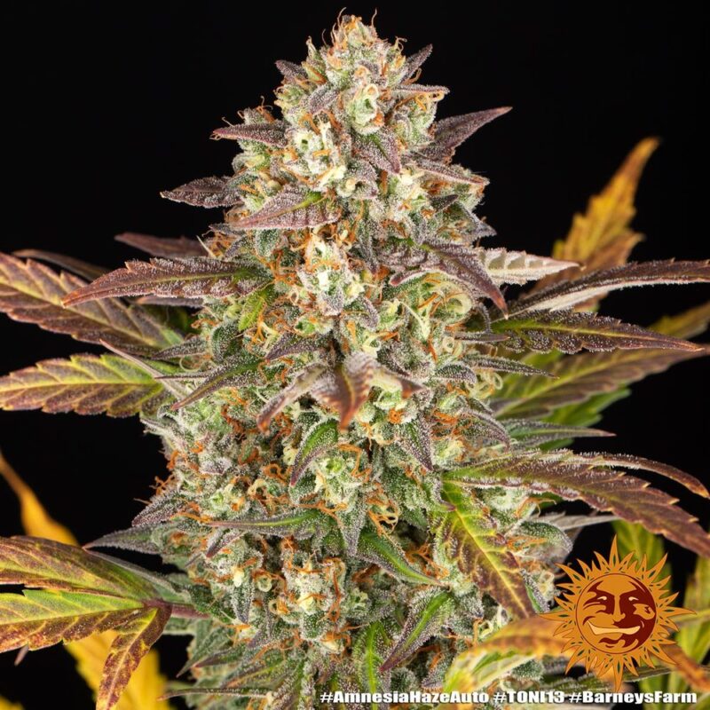 Barneys Farm Amnesia Haze Auto 8