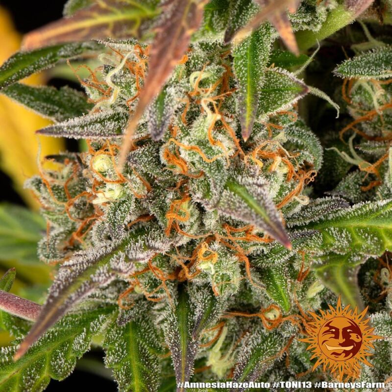 Barneys Farm Amnesia Haze Auto 9