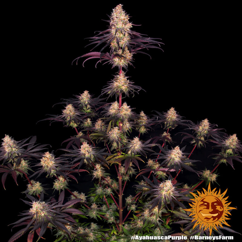 Barneys Farm Ayahuasca Purple 10