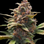 Barneys Farm Ayahuasca Purple