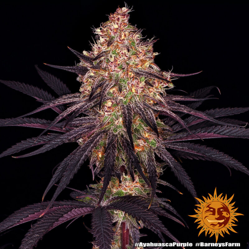 Barneys Farm Ayahuasca Purple 2
