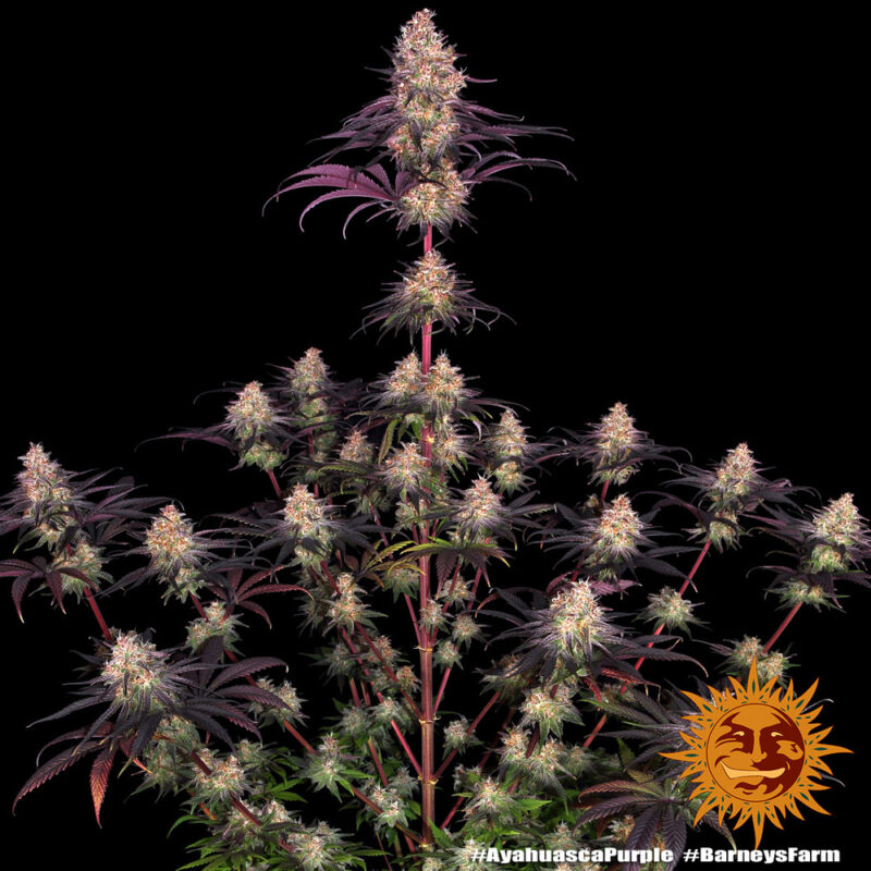Barneys Farm Ayahuasca Purple 4