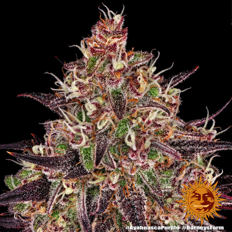 Barneys Farm Ayahuasca Purple 5