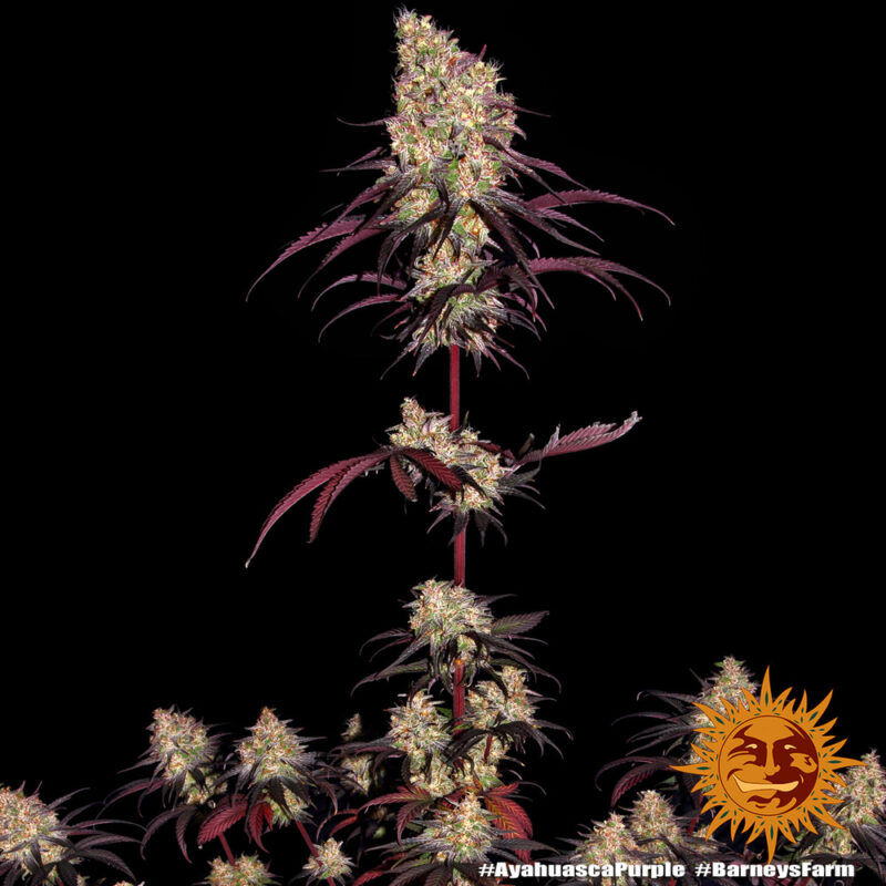 Barneys Farm Ayahuasca Purple 6