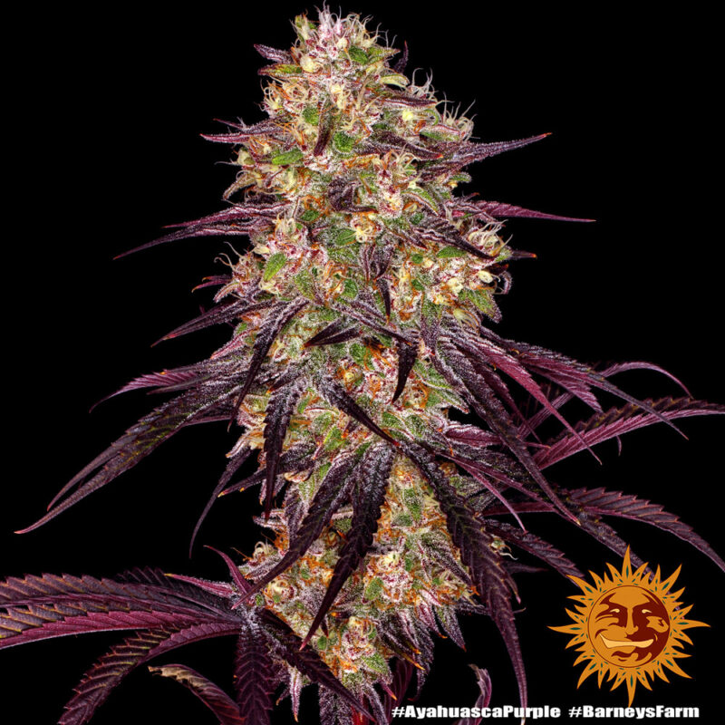 Barneys Farm Ayahuasca Purple 7