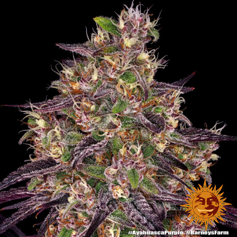 Barneys Farm Ayahuasca Purple 8