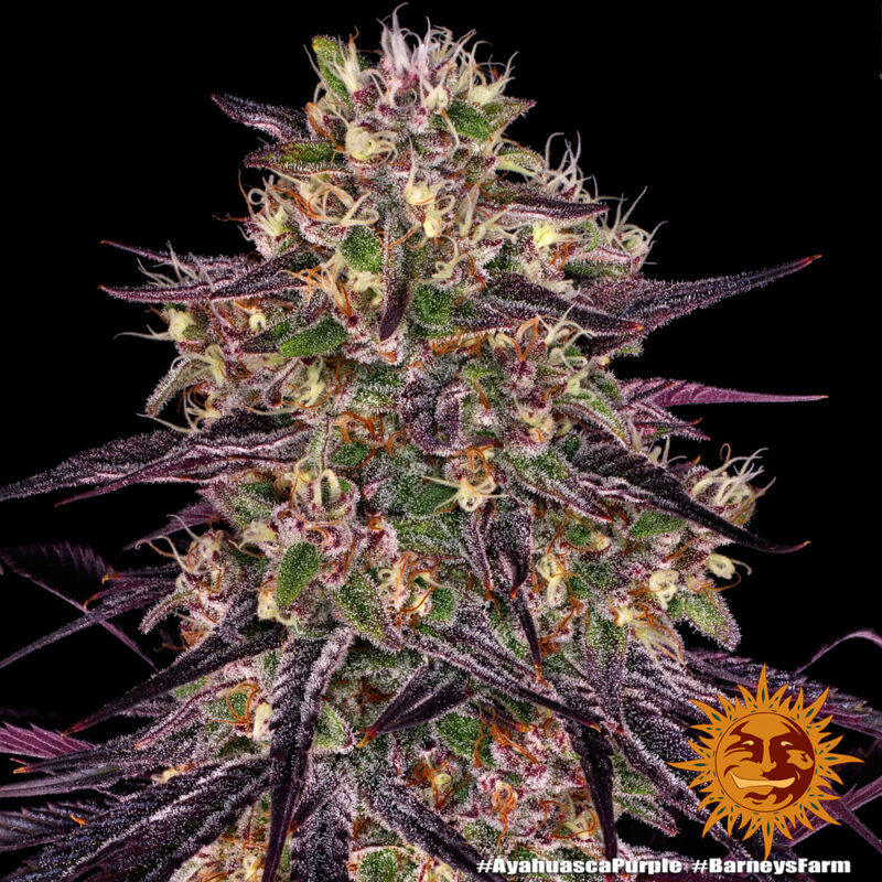 Barneys Farm Ayahuasca Purple 9