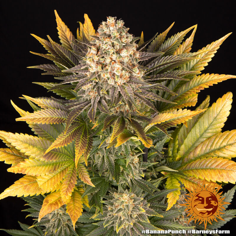 Barneys Farm Banana Punch 10