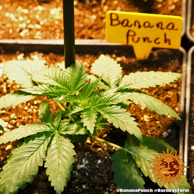 Barneys Farm Banana Punch 2