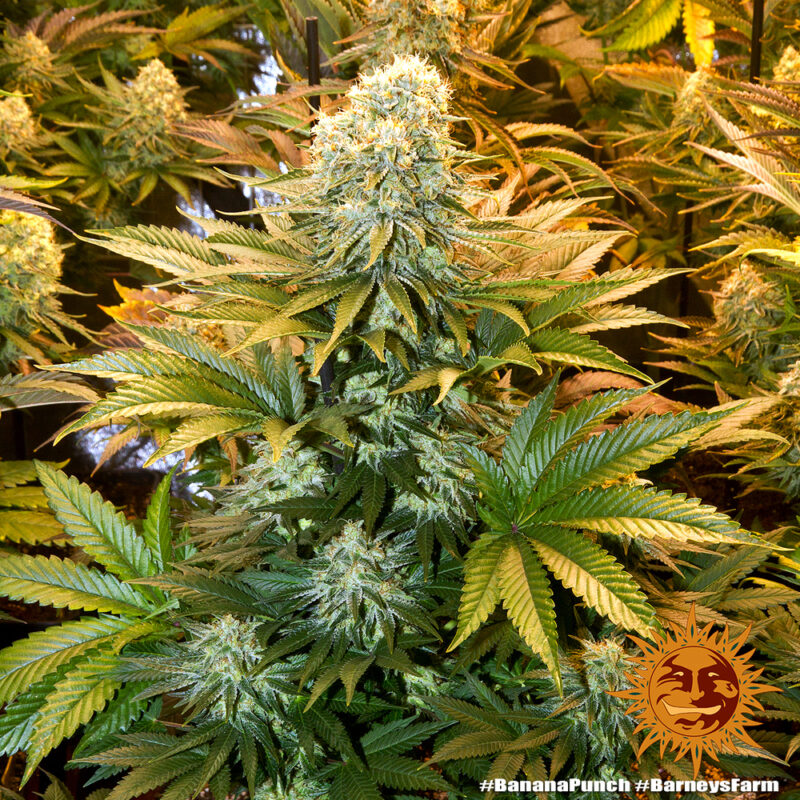 Barneys Farm Banana Punch 3