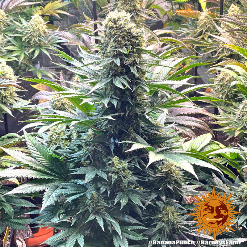 Barneys Farm Banana Punch 4