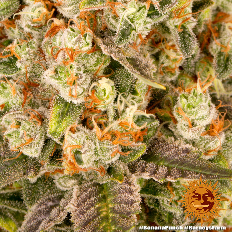 Barneys Farm Banana Punch 5