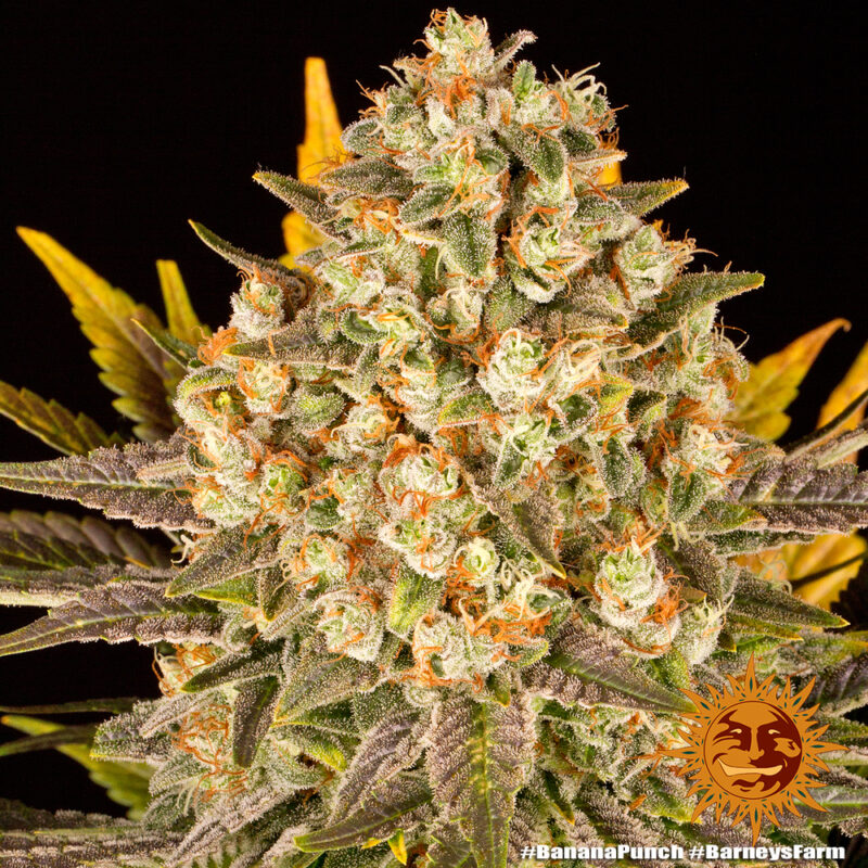Barneys Farm Banana Punch 6
