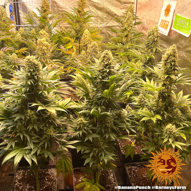 Barneys Farm Banana Punch 7
