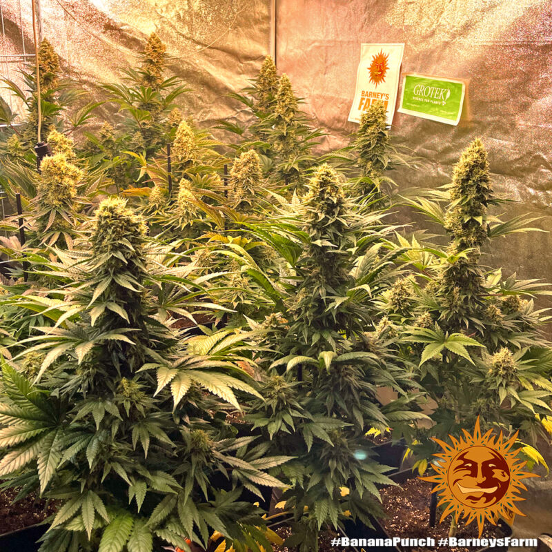 Barneys Farm Banana Punch 8