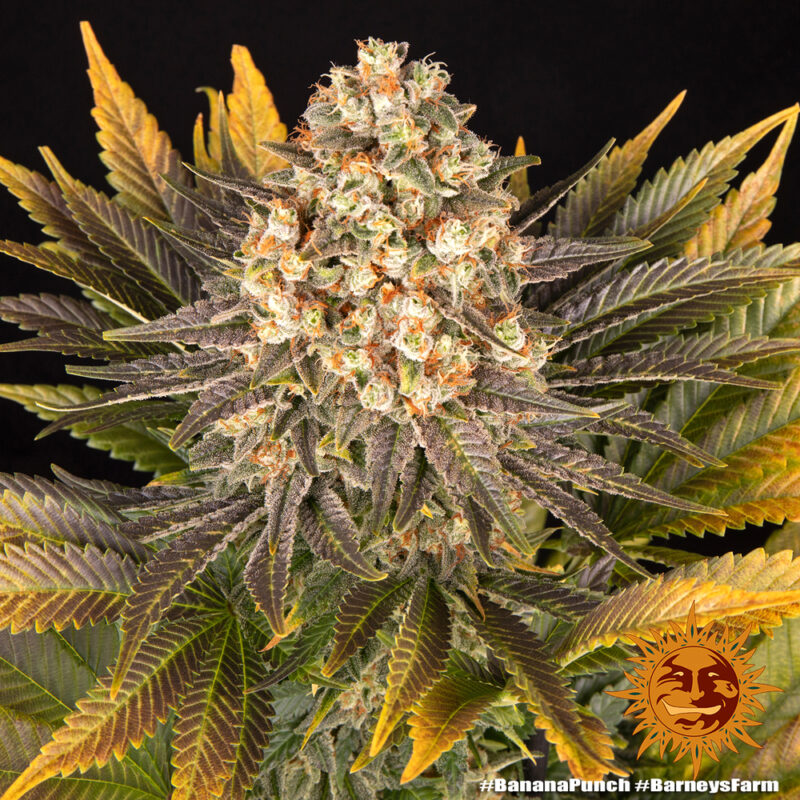 Barneys Farm Banana Punch 9