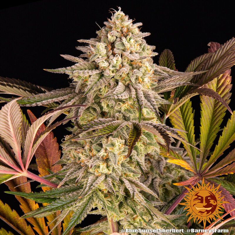 Barneys Farm Blue Sunset Sherbert 3