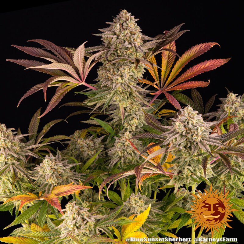 Barneys Farm Blue Sunset Sherbert 4