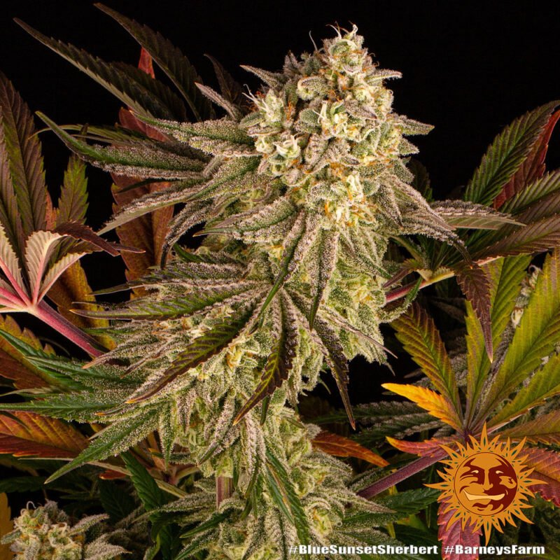 Barneys Farm Blue Sunset Sherbert 5