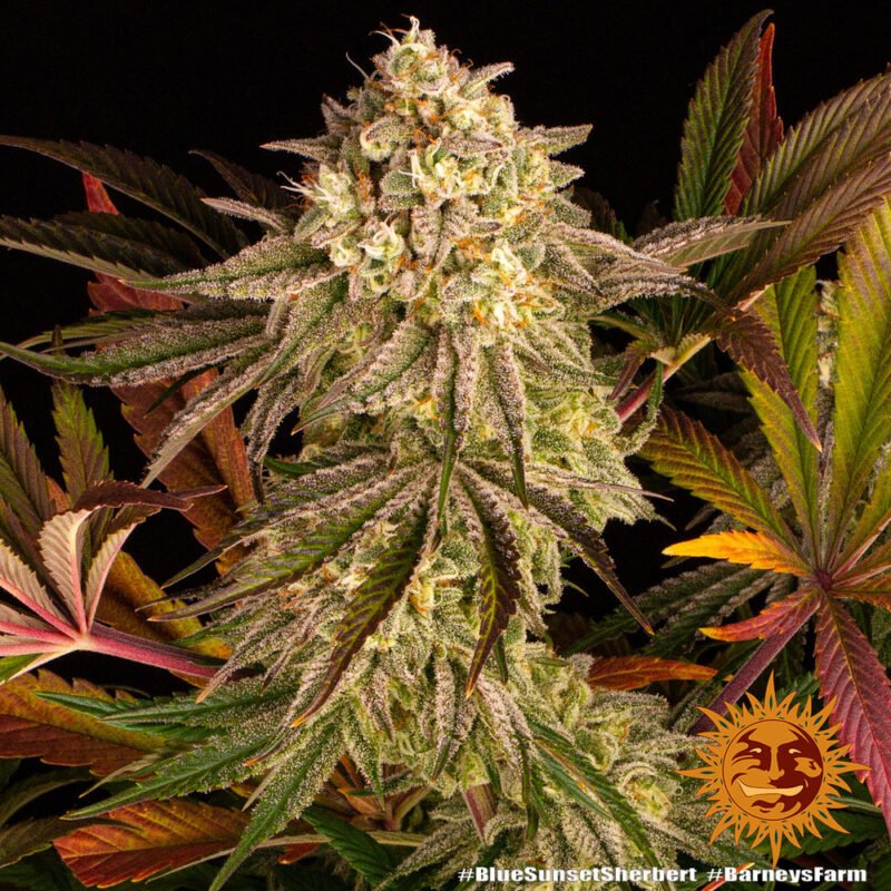 Barneys Farm Blue Sunset Sherbert 6