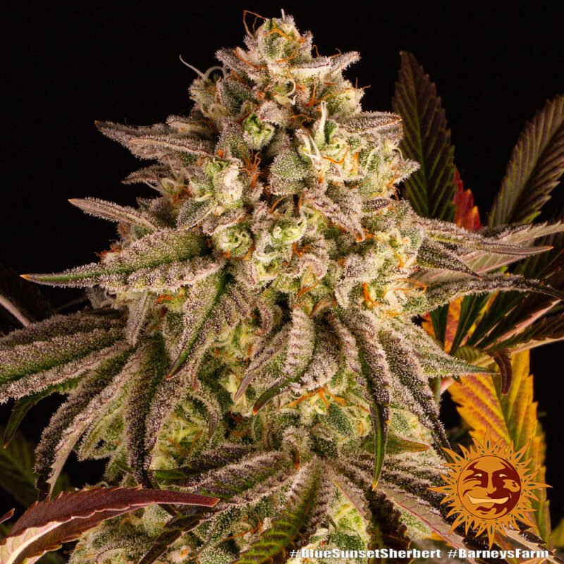 Barneys Farm Blue Sunset Sherbert 7