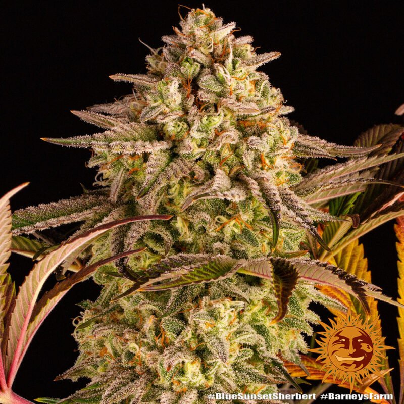 Barneys Farm Blue Sunset Sherbert 8