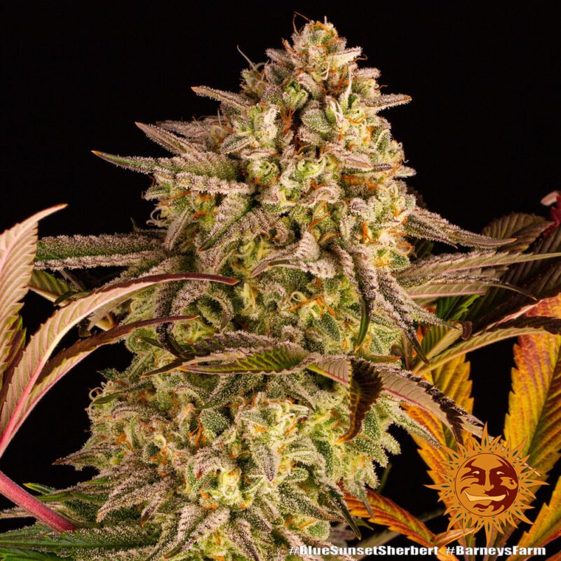 Barneys Farm Blue Sunset Sherbert 9