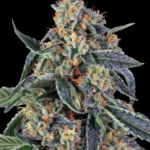 Barneys Farm Cookies Kush