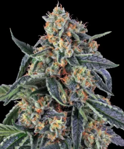 Barneys Farm Cookies Kush