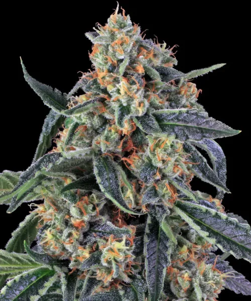 Barneys Farm Cookies Kush