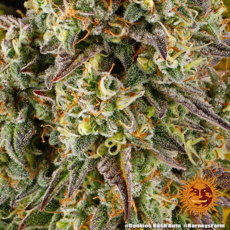 Barneys Farm Cookies Kush Auto 10