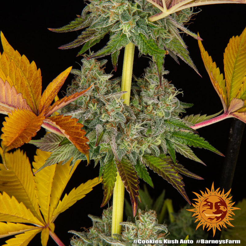 Barneys Farm Cookies Kush Auto 2