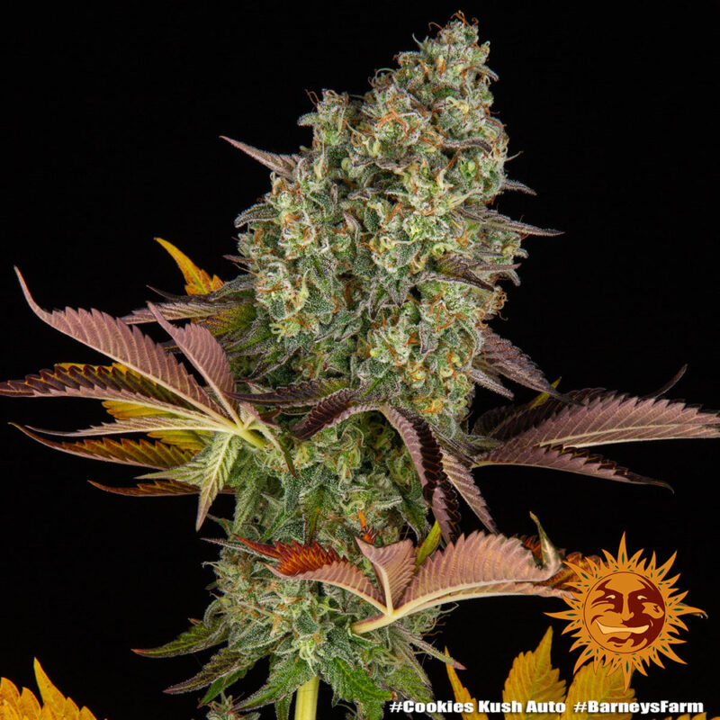 Barneys Farm Cookies Kush Auto 3