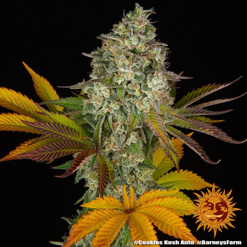 Barneys Farm Cookies Kush Auto 4