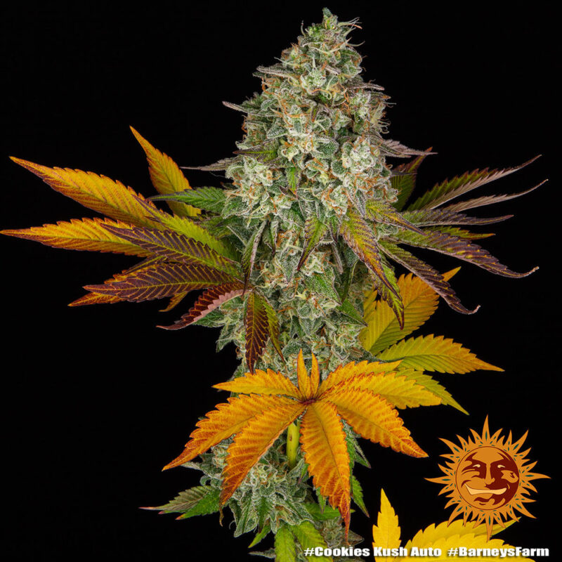 Barneys Farm Cookies Kush Auto 5