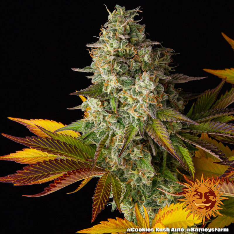 Barneys Farm Cookies Kush Auto 6