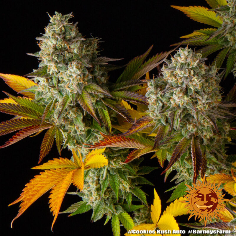 Barneys Farm Cookies Kush Auto 7