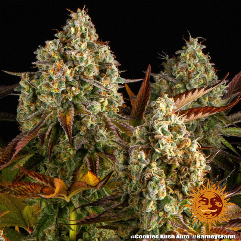 Barneys Farm Cookies Kush Auto 8