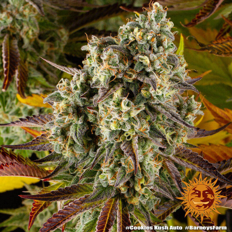 Barneys Farm Cookies Kush Auto 9