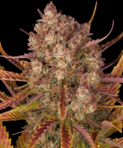 Barneys Farm Dos Si Dos Auto