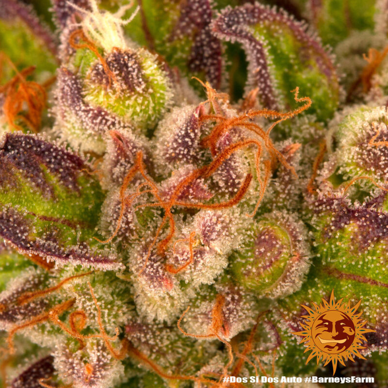 Barneys Farm Dos Si Dos Auto 4