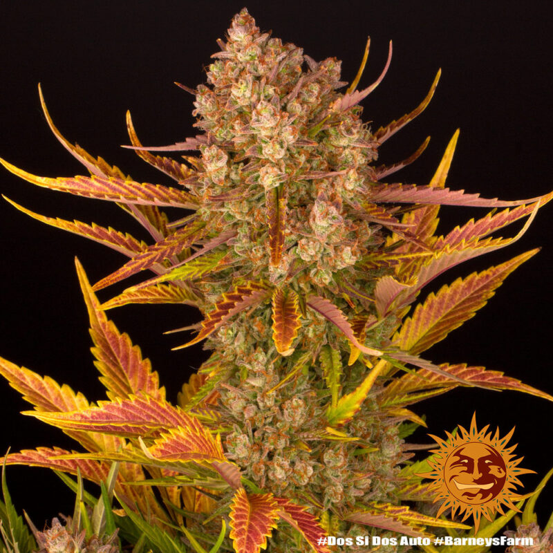 Barneys Farm Dos Si Dos Auto 5