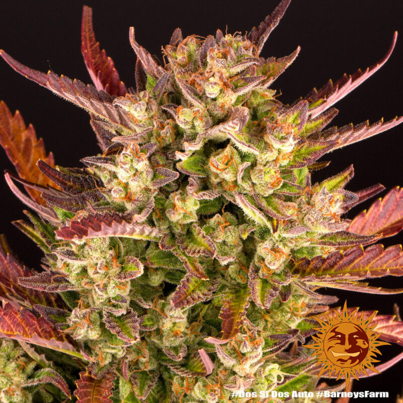 Barneys Farm Dos Si Dos Auto 6